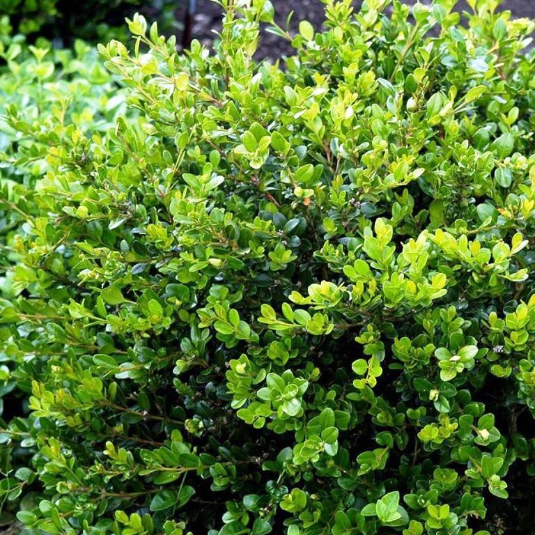 Buxus Microphylla Faulkner Pyramid - View 3 from www redcrocus com