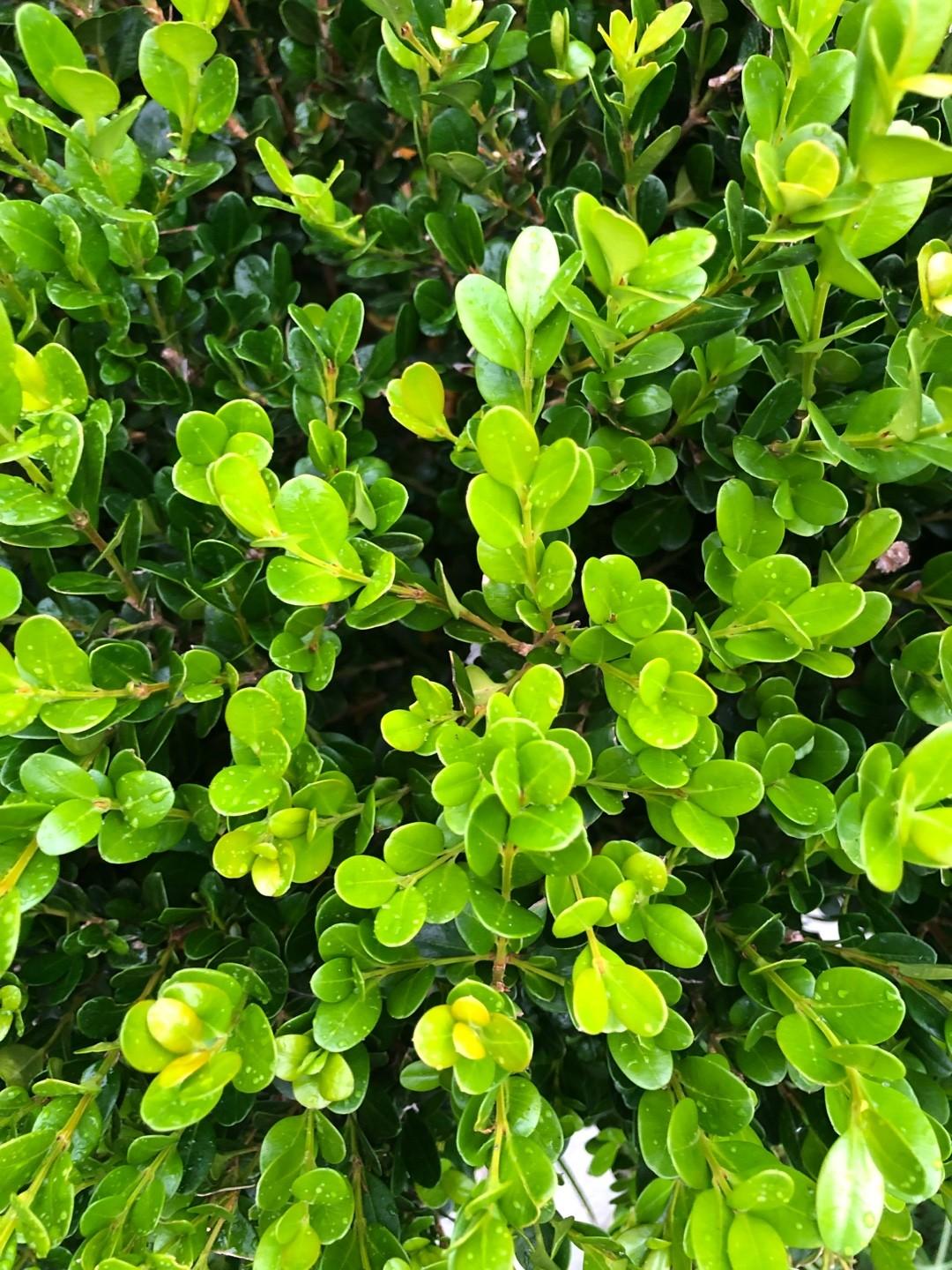 Buxus Microphylla Faulkner Pyramid - View 4 from www redcrocus com