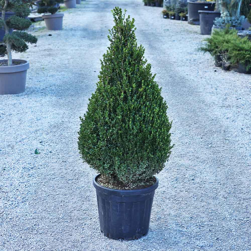 Buxus Microphylla Faulkner Pyramid - View 5 from www redcrocus com