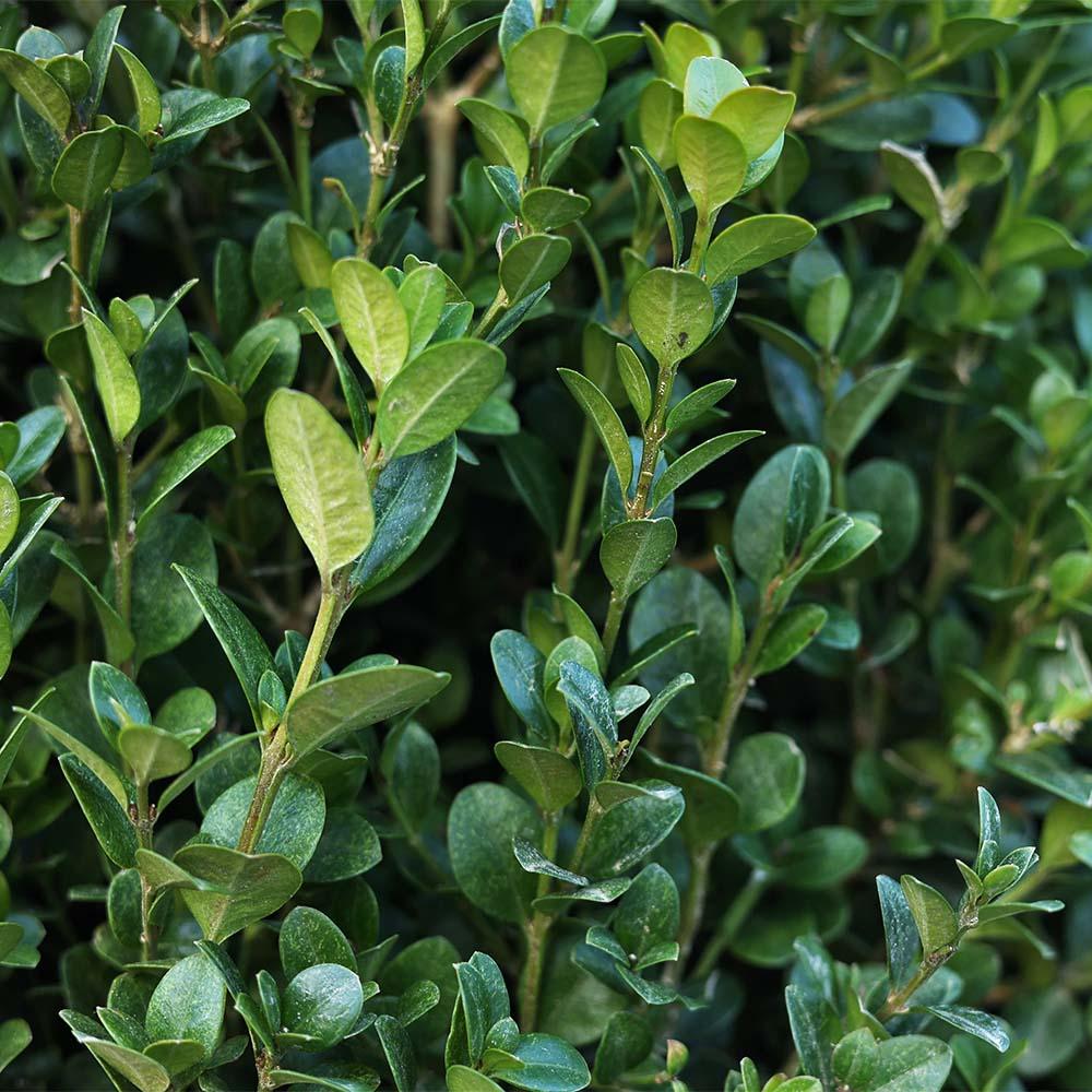 Buxus Microphylla Faulkner Pyramid - View 6 from www redcrocus com