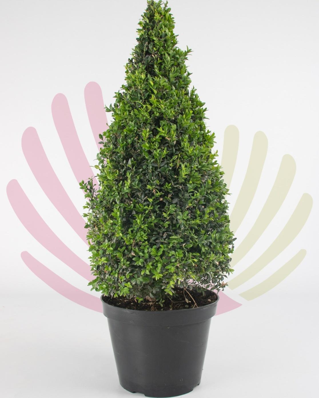 Buxus Microphylla Faulkner Pyramid - View 7 from www redcrocus com
