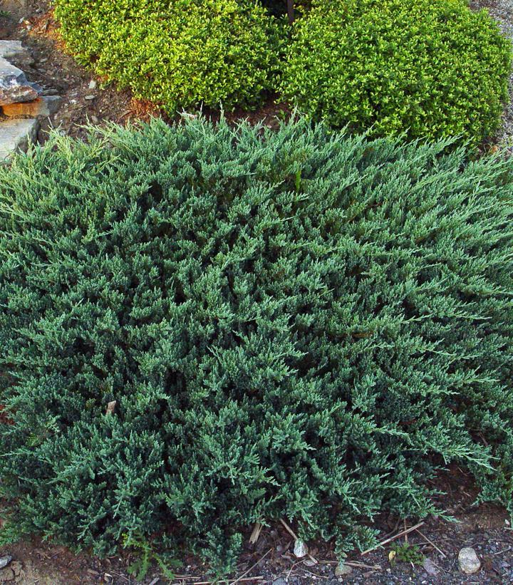 Juniperus Horizontalis Blue Chip Standard - View 13 from www redcrocus com