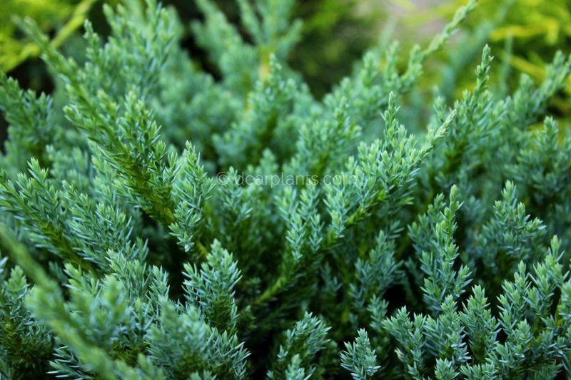 Juniperus Horizontalis Blue Chip Standard - View 16 from www redcrocus com