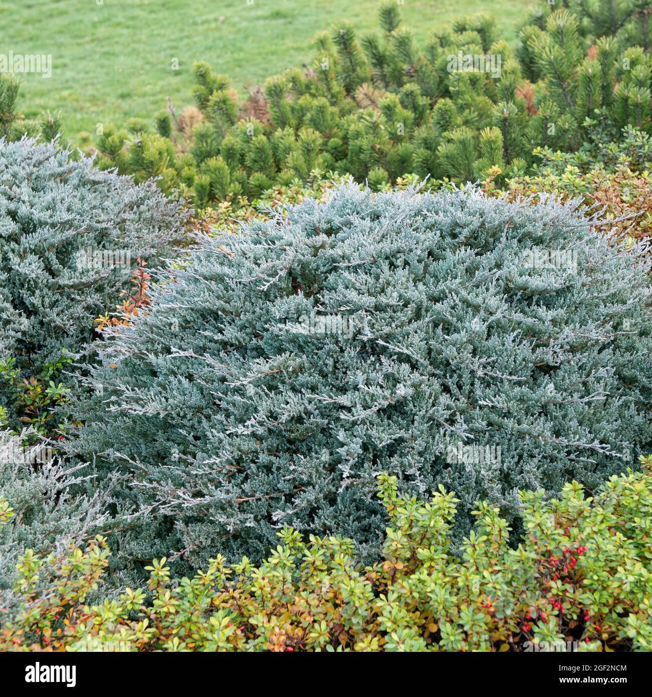 Juniperus Horizontalis Blue Chip Standard - View 18 from www redcrocus com
