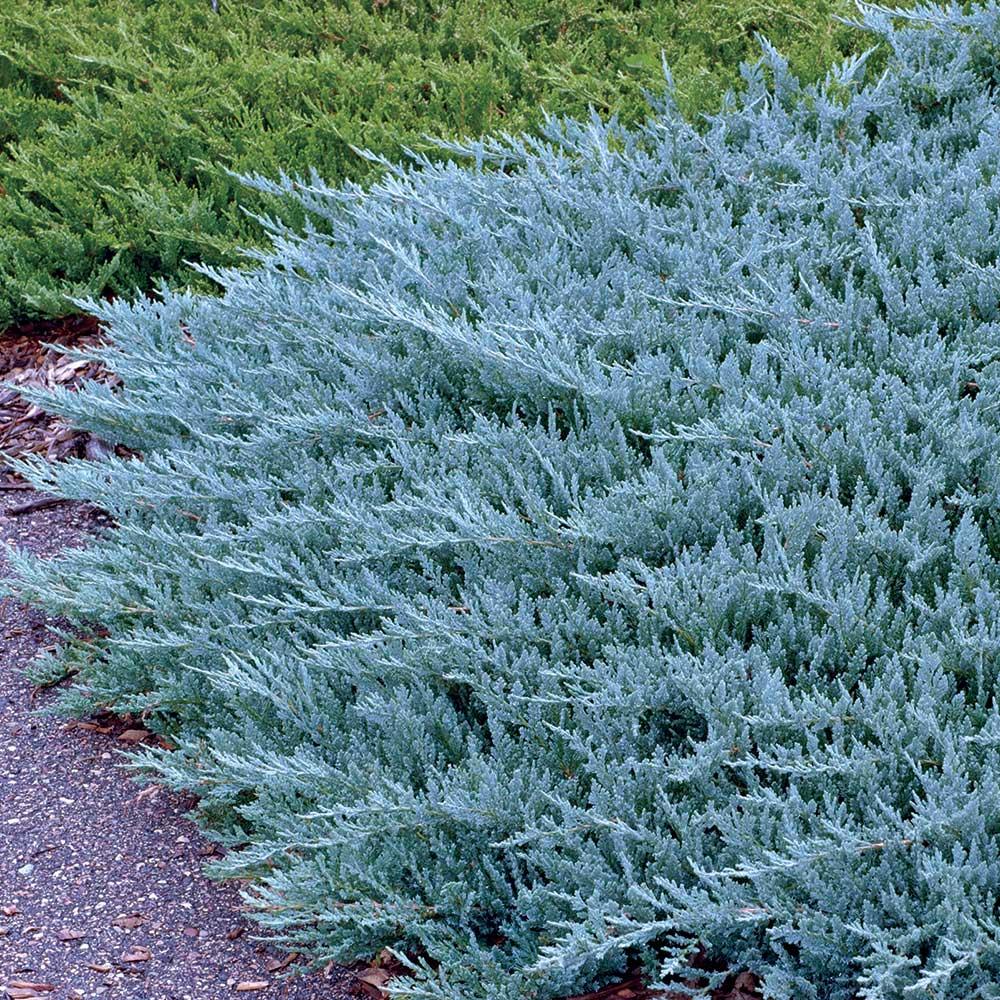 Juniperus Horizontalis Blue Chip Standard - View 2 from www redcrocus com