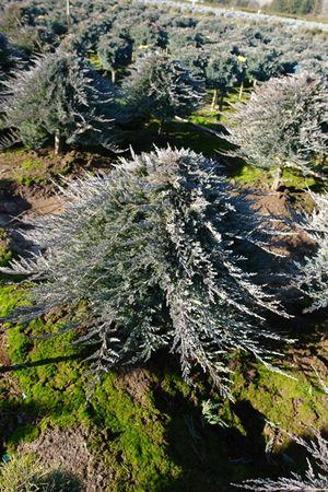 Juniperus Horizontalis Blue Chip Standard - View 3 from www redcrocus com