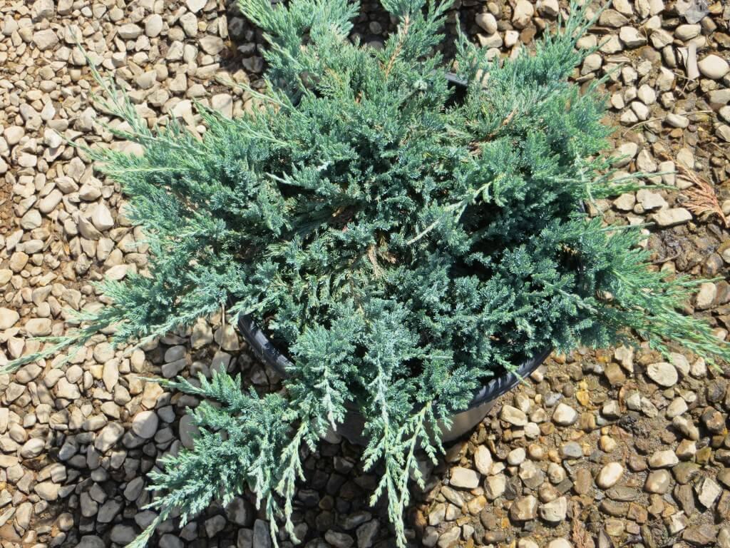Juniperus Horizontalis Blue Chip Standard - View 4 from www redcrocus com
