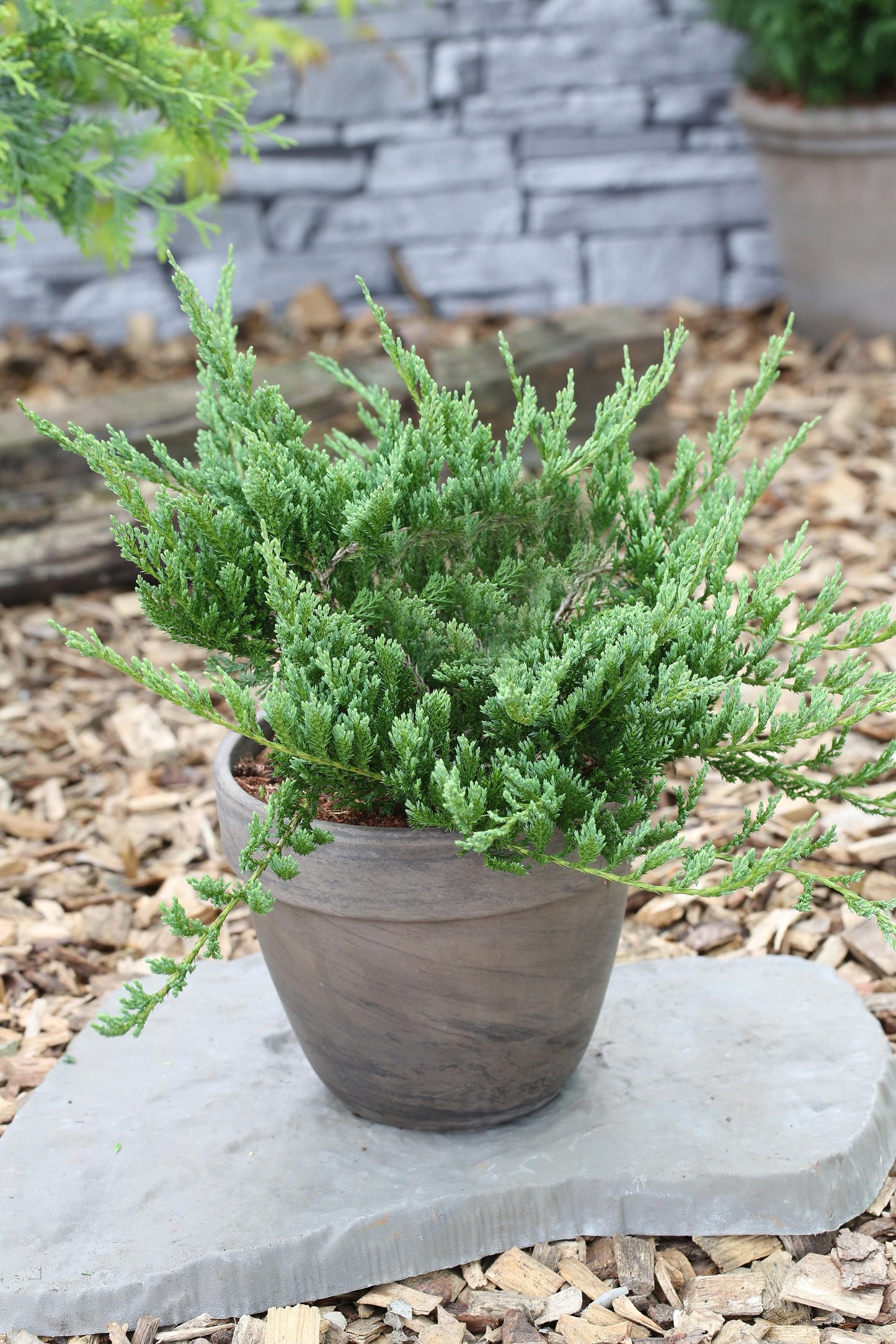 Juniperus Horizontalis Blue Chip Standard - View 5 from www redcrocus com