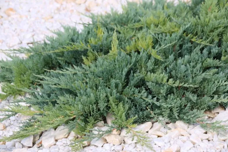 Juniperus Horizontalis Blue Chip Standard - View 6 from www redcrocus com