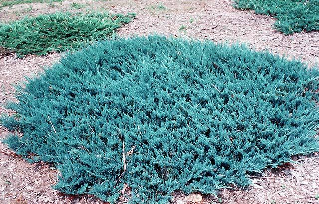 Juniperus Horizontalis Blue Chip Standard - View 7 from www redcrocus com