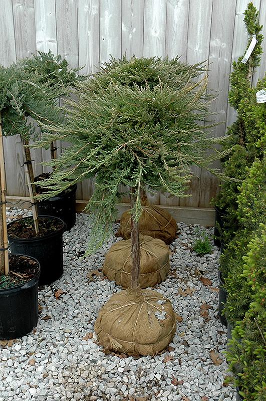 Juniperus Horizontalis Blue Chip Standard - View 8 from www redcrocus com