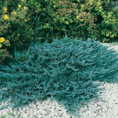 Juniperus Horizontalis Blue Chip Standard - View 9 from www redcrocus com