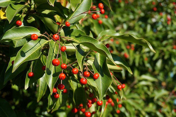 Ilex Pedunculosa Male - View 10 from www redcrocus com