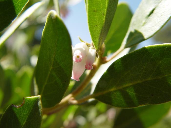 Arctostaphylos X Coloradensis Mock Bearberry - View 10 from www redcrocus com