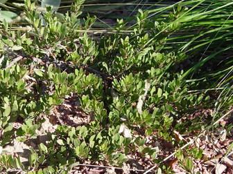 Arctostaphylos X Coloradensis Mock Bearberry - View 11 from www redcrocus com