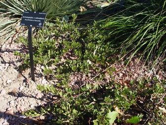 Arctostaphylos X Coloradensis Mock Bearberry - View 12 from www redcrocus com
