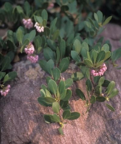 Arctostaphylos X Coloradensis Mock Bearberry - View 13 from www redcrocus com