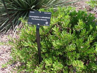 Arctostaphylos X Coloradensis Mock Bearberry - View 15 from www redcrocus com