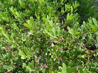 Arctostaphylos X Coloradensis Mock Bearberry - View 16 from www redcrocus com