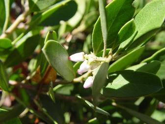 Arctostaphylos X Coloradensis Mock Bearberry - View 17 from www redcrocus com