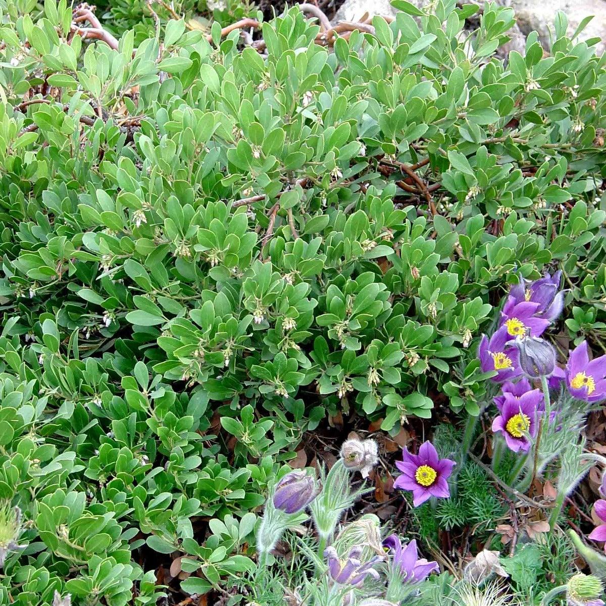 Arctostaphylos X Coloradensis Mock Bearberry - View 1 from www redcrocus com