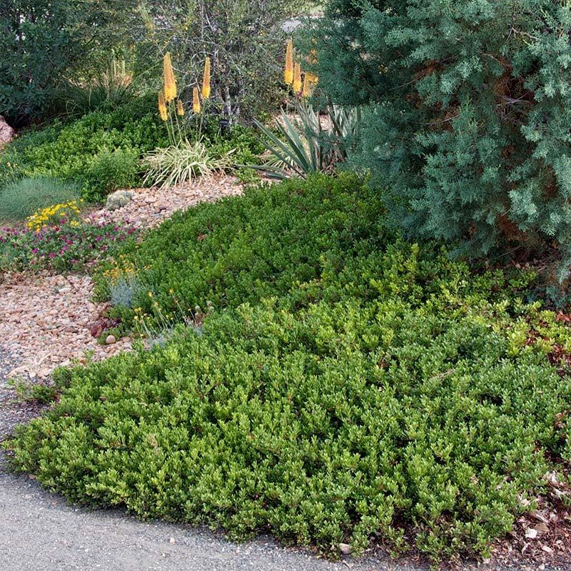 Arctostaphylos X Coloradensis Mock Bearberry - View 3 from www redcrocus com