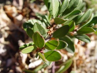 Arctostaphylos X Coloradensis Mock Bearberry - View 4 from www redcrocus com