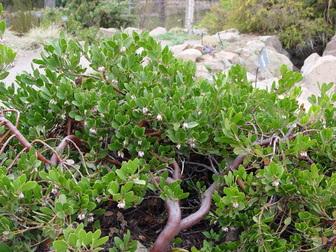 Arctostaphylos X Coloradensis Mock Bearberry - View 5 from www redcrocus com