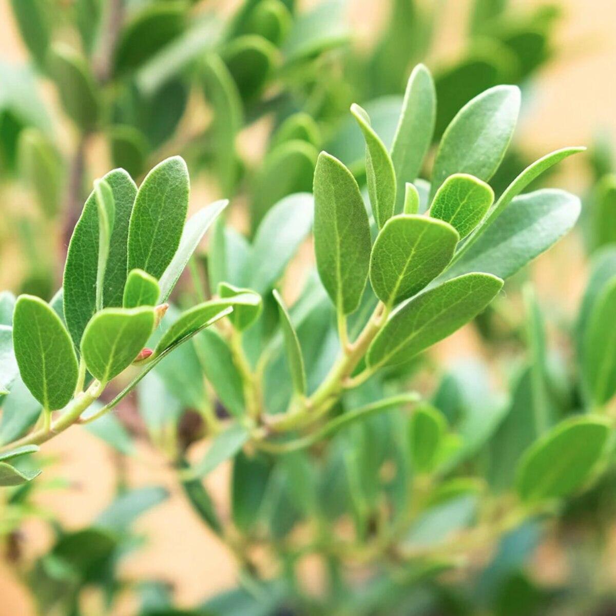 Arctostaphylos X Coloradensis Mock Bearberry - View 8 from www redcrocus com