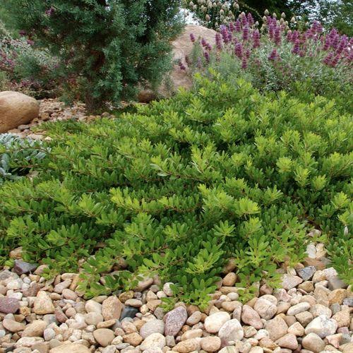 Arctostaphylos X Coloradensis Mock Bearberry - View 9 from www redcrocus com