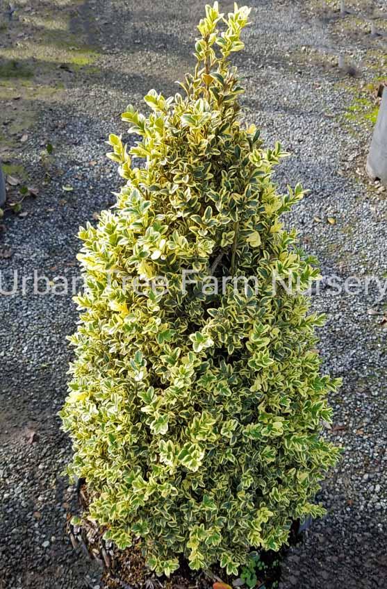 Buxus Sempervirens Aureo Variegata Cone - View 10 from www redcrocus com