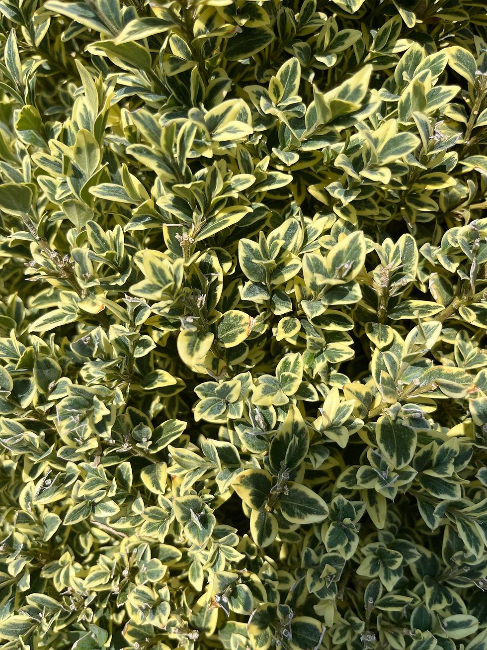 Buxus Sempervirens Aureo Variegata Cone - View 11 from www redcrocus com