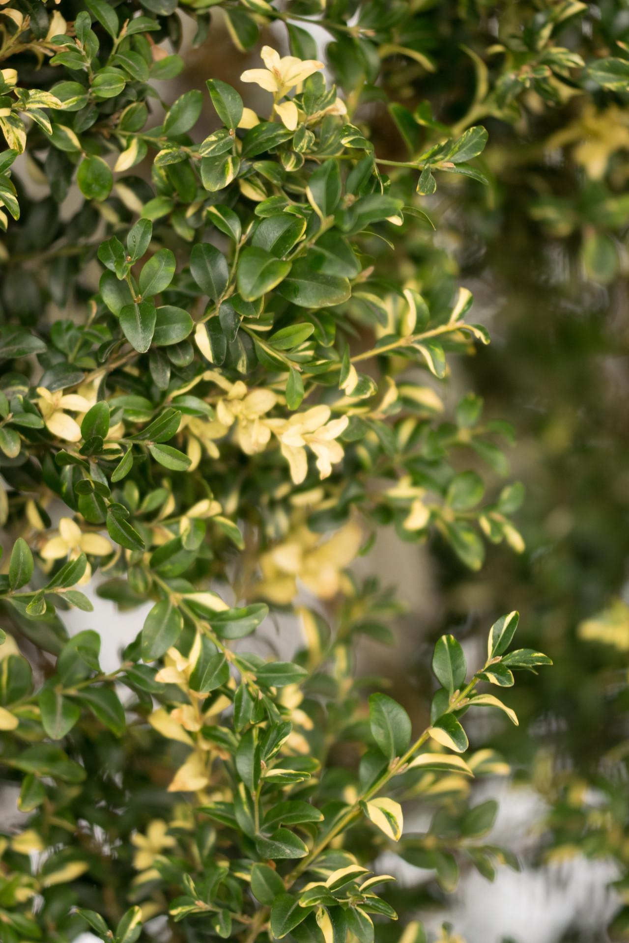 Buxus Sempervirens Aureo Variegata Cone - View 12 from www redcrocus com