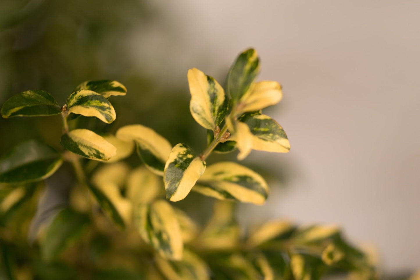 Buxus Sempervirens Aureo Variegata Cone - View 14 from www redcrocus com