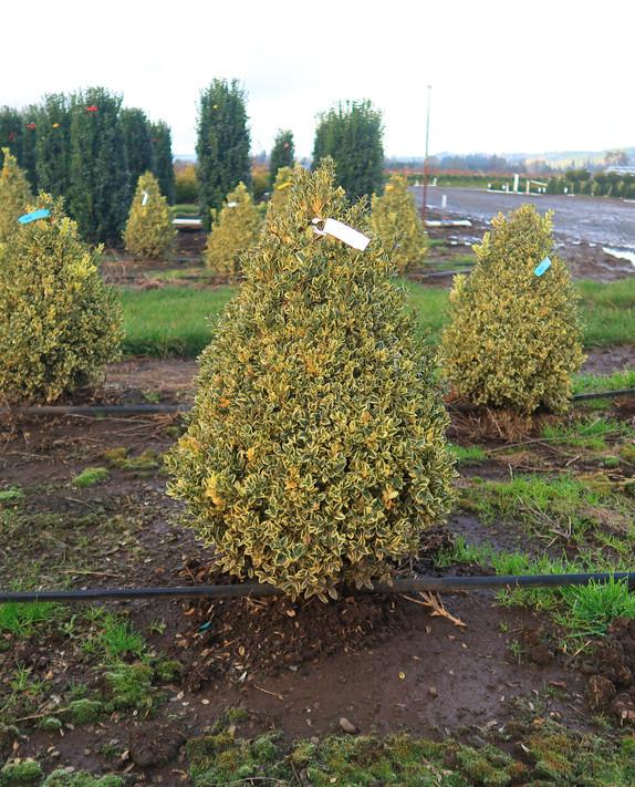Buxus Sempervirens Aureo Variegata Cone - View 15 from www redcrocus com