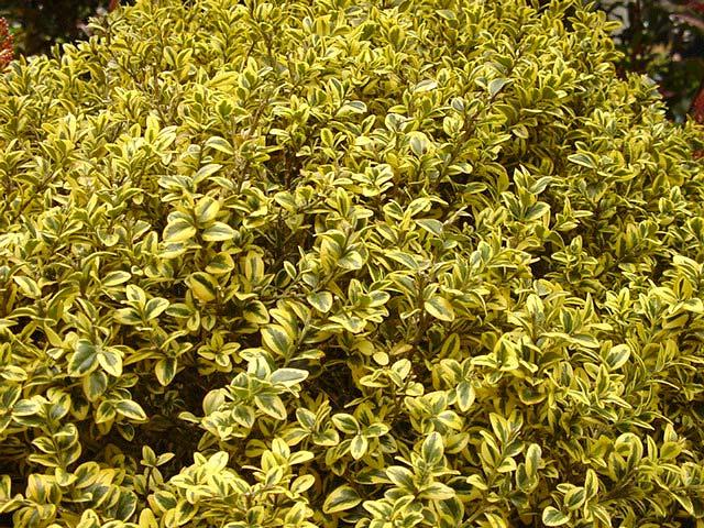 Buxus Sempervirens Aureo Variegata Cone - View 17 from www redcrocus com