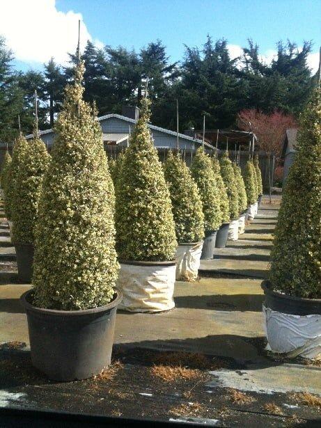 Buxus Sempervirens Aureo Variegata Cone - View 3 from www redcrocus com