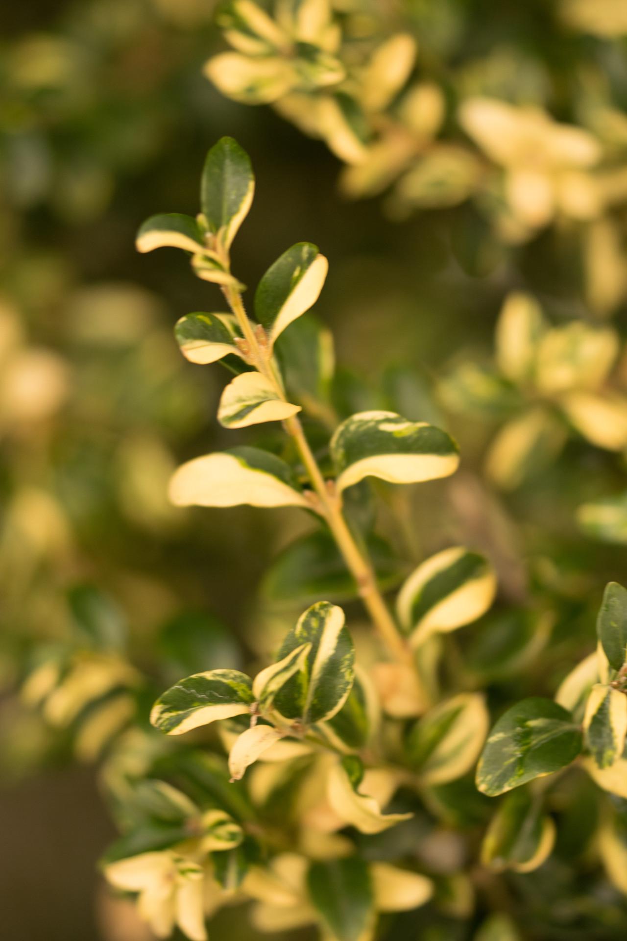 Buxus Sempervirens Aureo Variegata Cone - View 5 from www redcrocus com