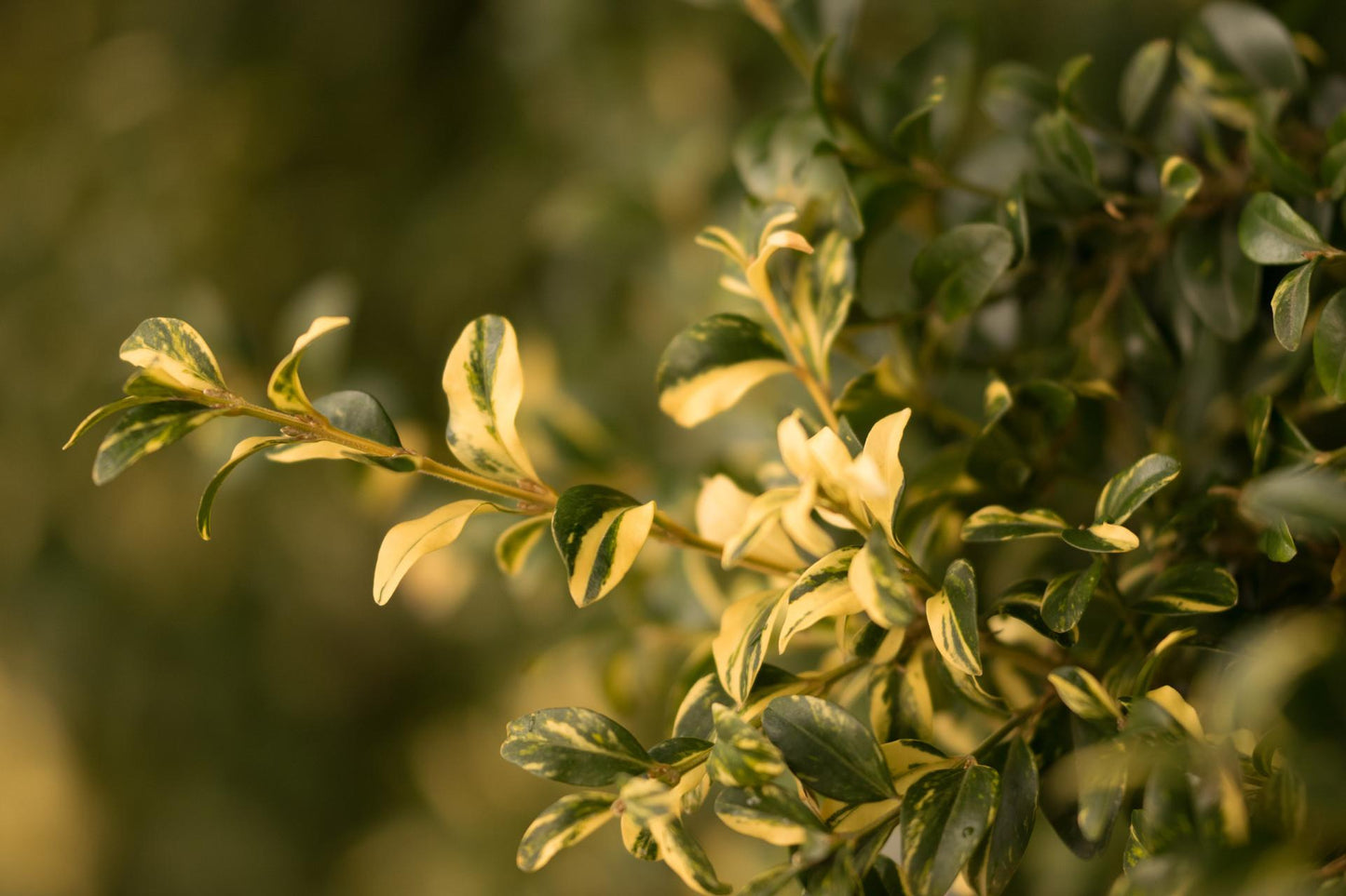 Buxus Sempervirens Aureo Variegata Cone - View 7 from www redcrocus com