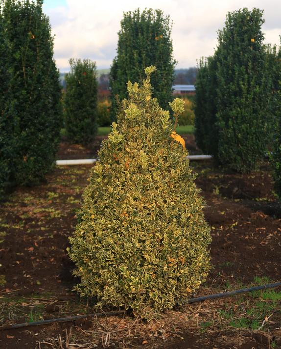 Buxus Sempervirens Aureo Variegata Cone - View 8 from www redcrocus com