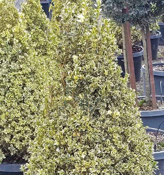 Buxus Sempervirens Aureo Variegata Cone - View 9 from www redcrocus com