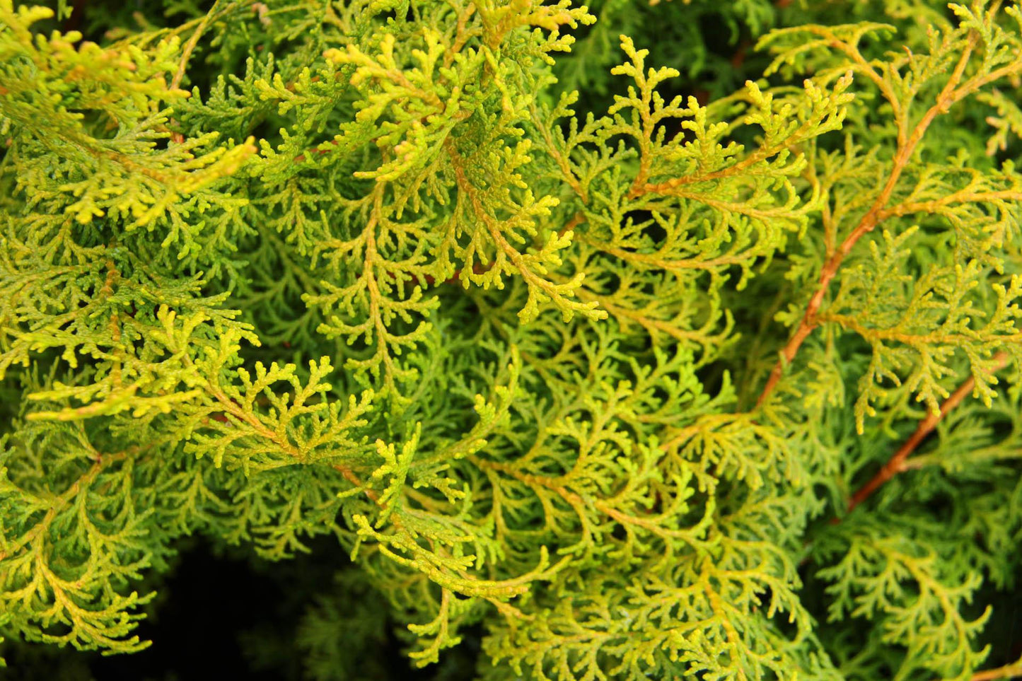 Chamaecyparis Obtusa Breviramea - View 10 from www redcrocus com