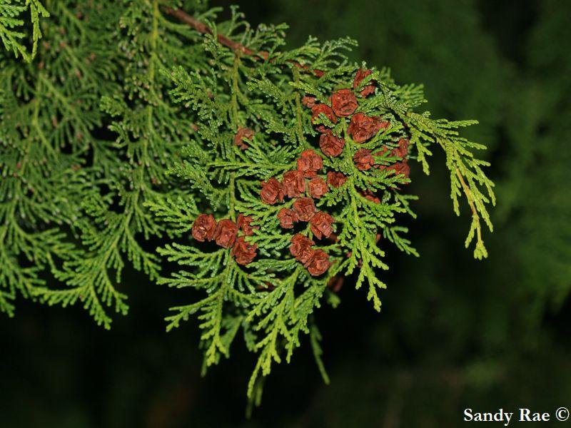 Chamaecyparis Obtusa Breviramea - View 13 from www redcrocus com