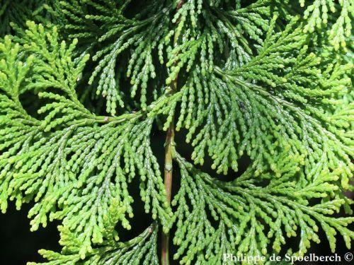 Chamaecyparis Obtusa Breviramea - View 14 from www redcrocus com