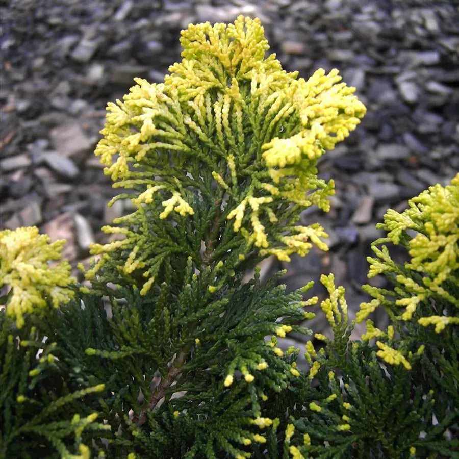 Chamaecyparis Obtusa Breviramea - View 3 from www redcrocus com