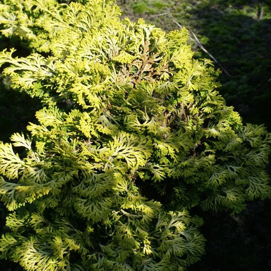 Chamaecyparis Obtusa Breviramea - View 7 from www redcrocus com