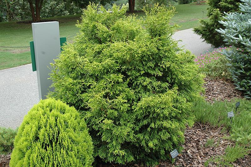 Chamaecyparis Obtusa Lemon Twist - View 11 from www redcrocus com