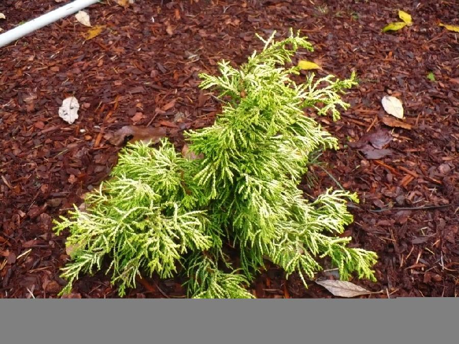 Chamaecyparis Obtusa Lemon Twist - View 12 from www redcrocus com