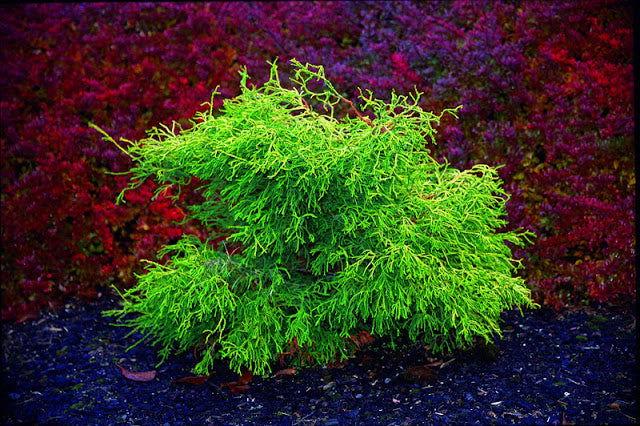Chamaecyparis Obtusa Lemon Twist - View 13 from www redcrocus com