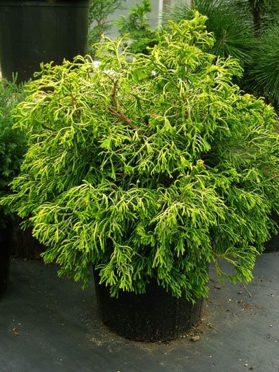 Chamaecyparis Obtusa Lemon Twist - View 14 from www redcrocus com